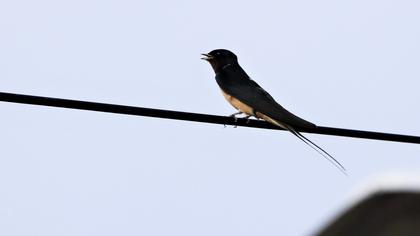 Barn Swallow