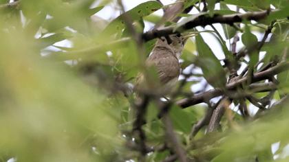 Common Whitethroat