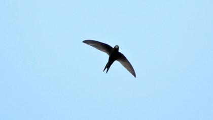 Common Swift