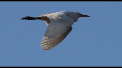 Western Cattle Egret