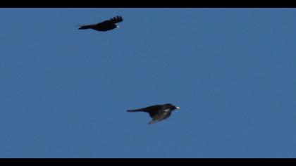 Alpine Chough