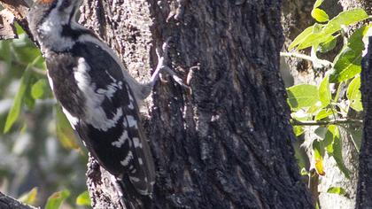 Syrian Woodpecker