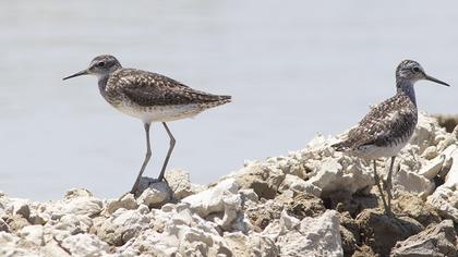 Wood Sandpiper