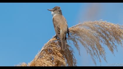 Great Reed Warbler