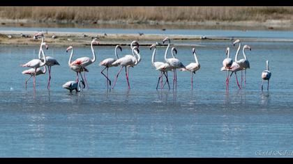 Greater Flamingo