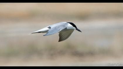 Gull-billed Tern