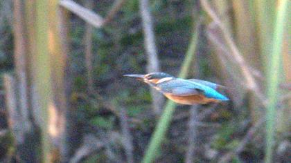 Common Kingfisher