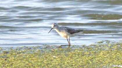 Marsh Sandpiper