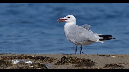 Audouin`s Gull