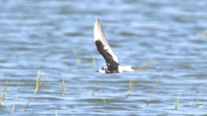 White-winged Tern