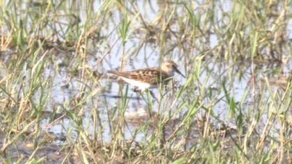 Little Stint