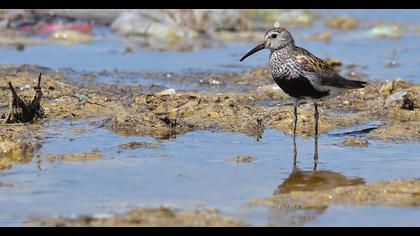 Dunlin