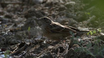 Rock Bunting