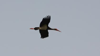 Black Stork
