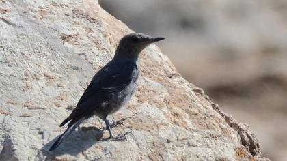 Blue Rock Thrush