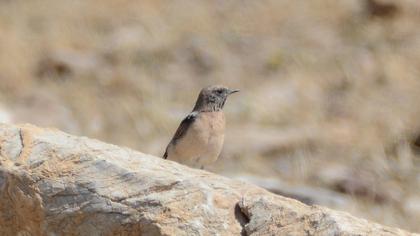 Black-eared Wheatear