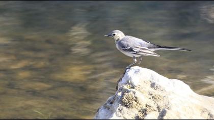 White Wagtail