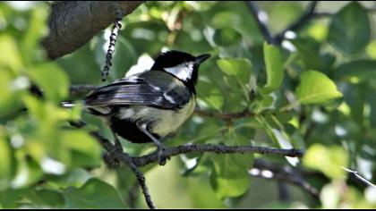 Great Tit