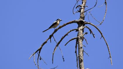 Masked Shrike