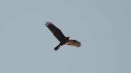 Western Marsh Harrier