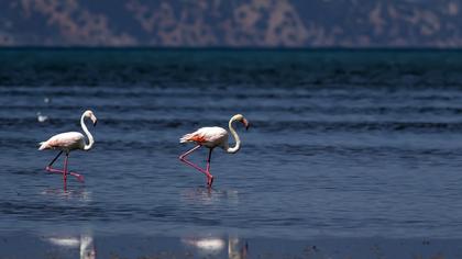 Greater Flamingo