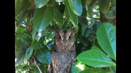 Eurasian Scops Owl