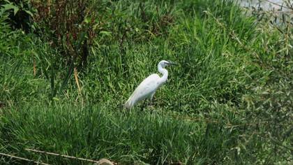 Little Egret