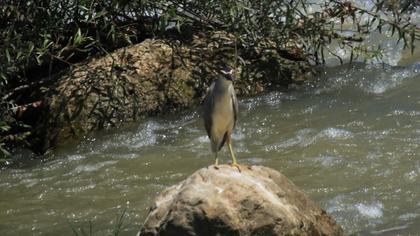 Black-crowned Night Heron