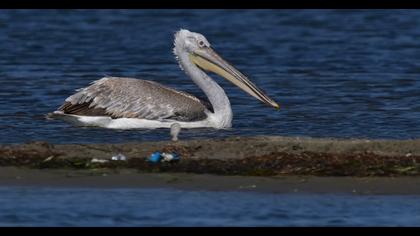 Dalmatian Pelican