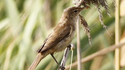 Eurasian Reed Warbler