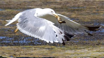 Yellow-legged Gull
