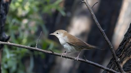 Cetti`s Warbler