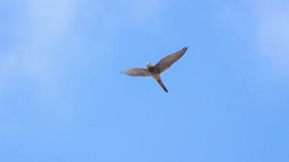 Common Kestrel