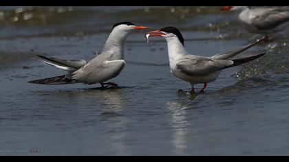 Common Tern