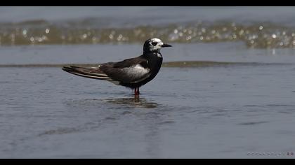 White-winged Tern
