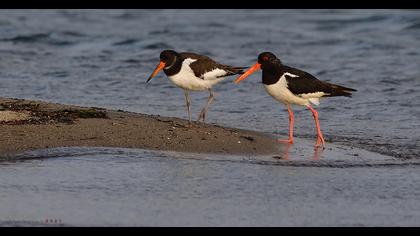 Eurasian Oystercatcher