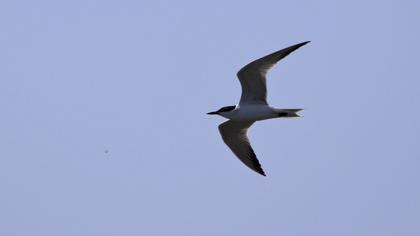 Gull-billed Tern