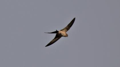 Kızıl kırlangıç