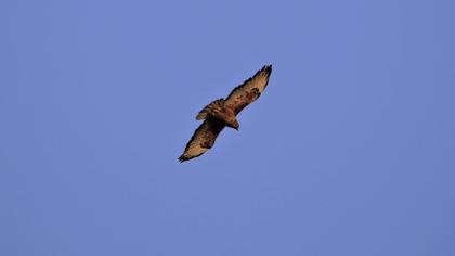 Common Buzzard