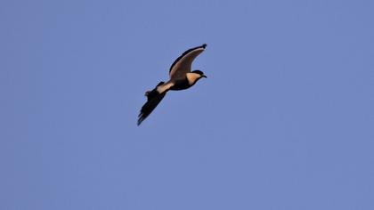 Spur-winged Lapwing
