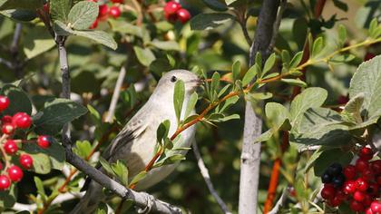 Barred Warbler