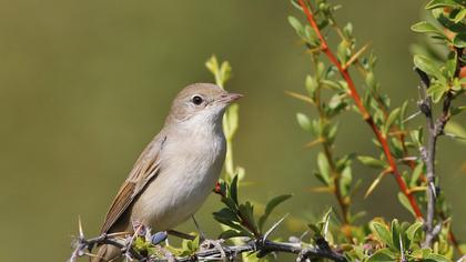 Common Whitethroat