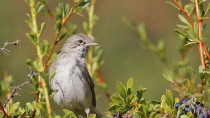 Common Whitethroat