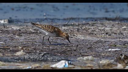 Little Stint