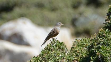 Cretzschmar`s Bunting