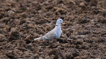 Eurasian Collared Dove