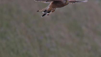 Common Kestrel