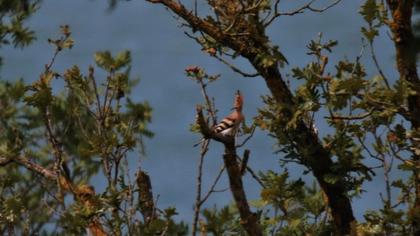 Eurasian Hoopoe