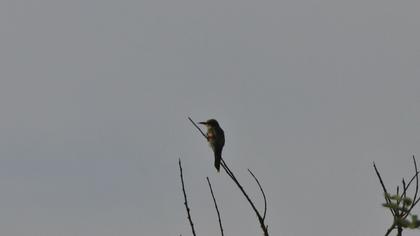European Bee-eater