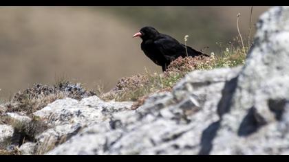 Red-billed Chough